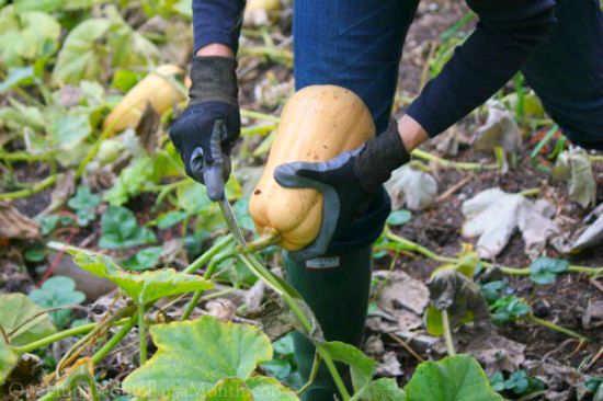 Mavis Garden Blog – Harvesting the Last of the Winter Squash