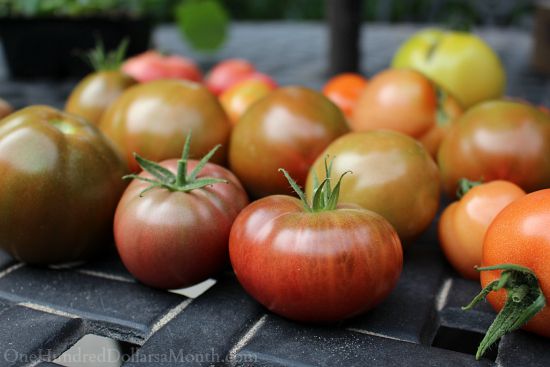 Mavis Butterfield | Backyard Garden Plot Pictures 9/20/15