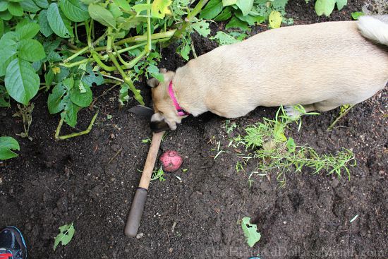 What Am I Suppose to Do With All These Potatoes?