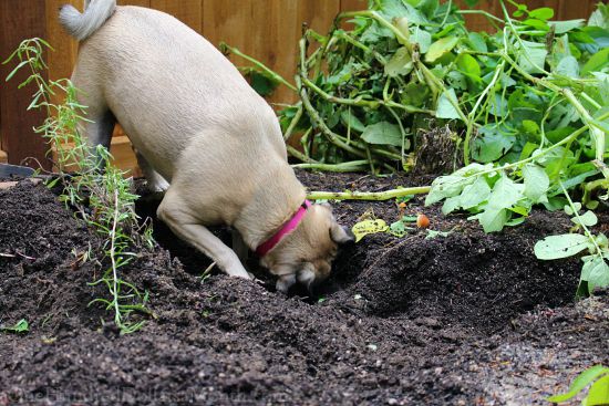 Lucy the Puggle Dog, Caterpillars and Potatoes