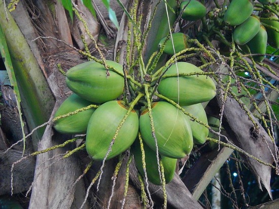 I Had No Idea Monkeys Were Picking Coconuts. Did You?