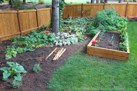 Mavis Butterfield | Backyard Garden Plot Pictures 10/4/15