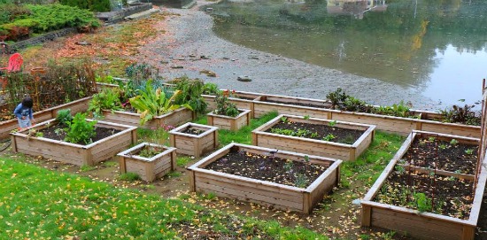 Henrietta From Bremerton, Washington Sends in Fall Garden Photos