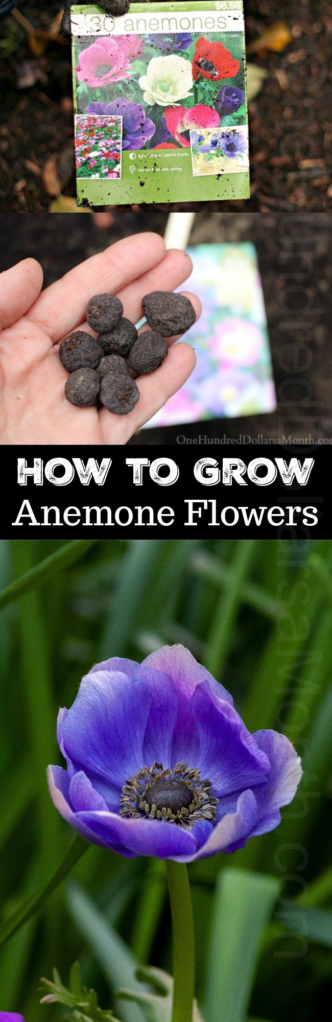 How to Grow Anemone Bulbs