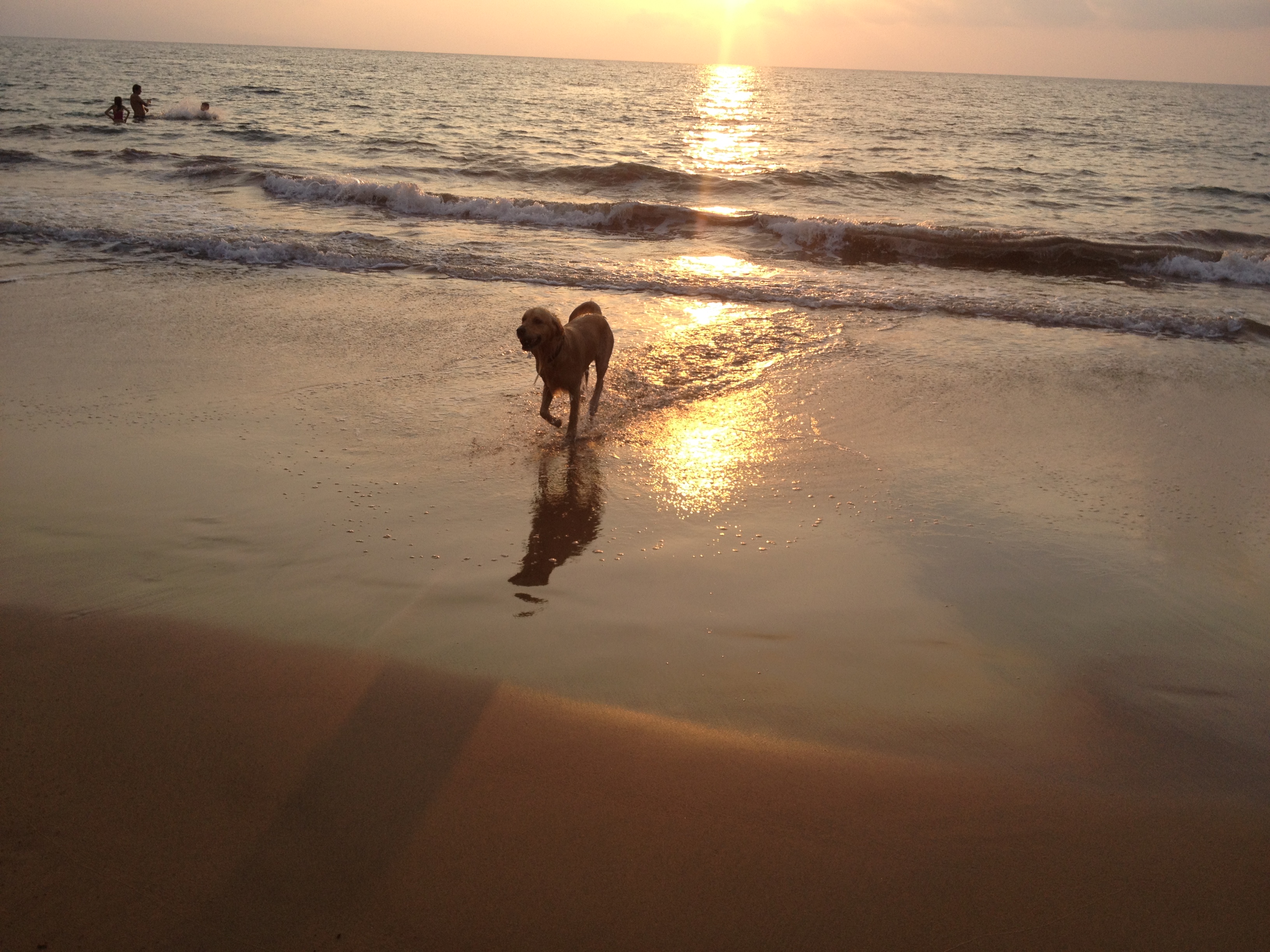 Hawaii + Rescue Dogs + Charity = Perfection