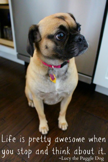 Kindle Books, 99 Prints $5.99 Shipped, Subscribe and Save, Cat Stuff and More