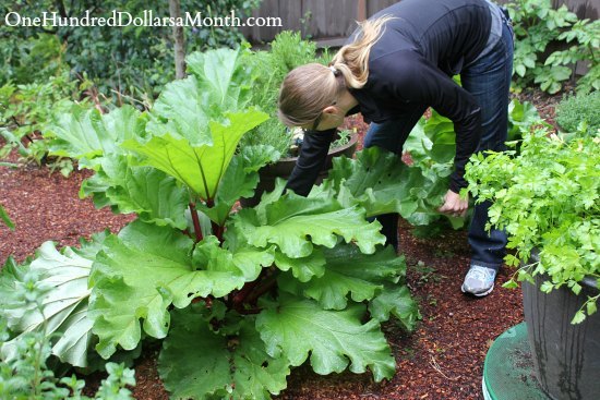 Top 5 Reasons Why Perennial Vegetables Rule!