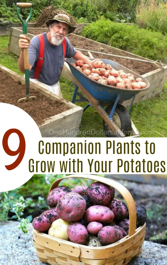 9 Companion Plants to Grow with Your Potatoes