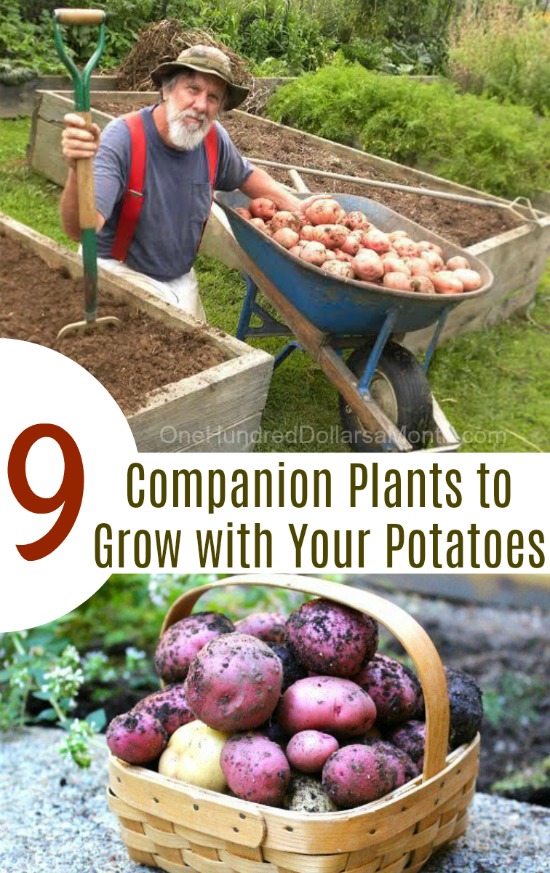 Companion Plants For Potatoes