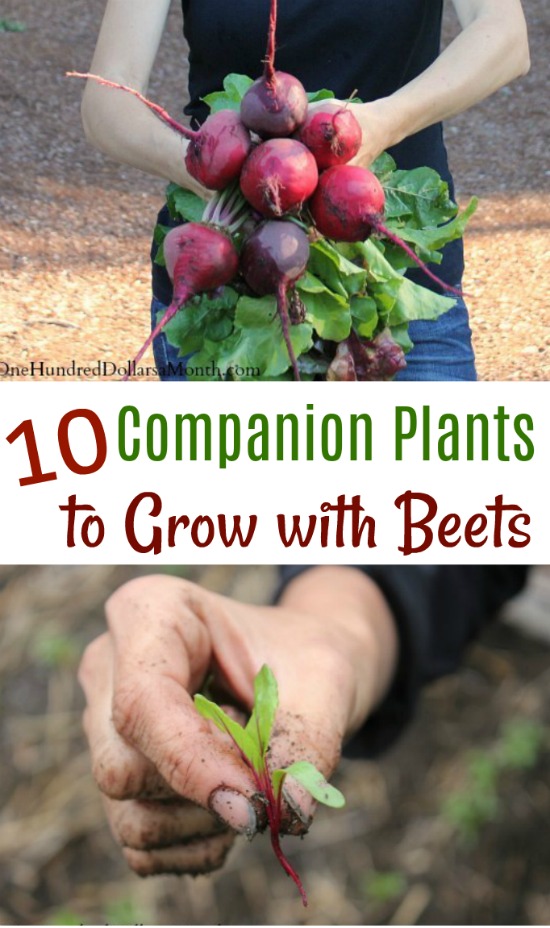 10 Companion Plants to Grow With Beets
