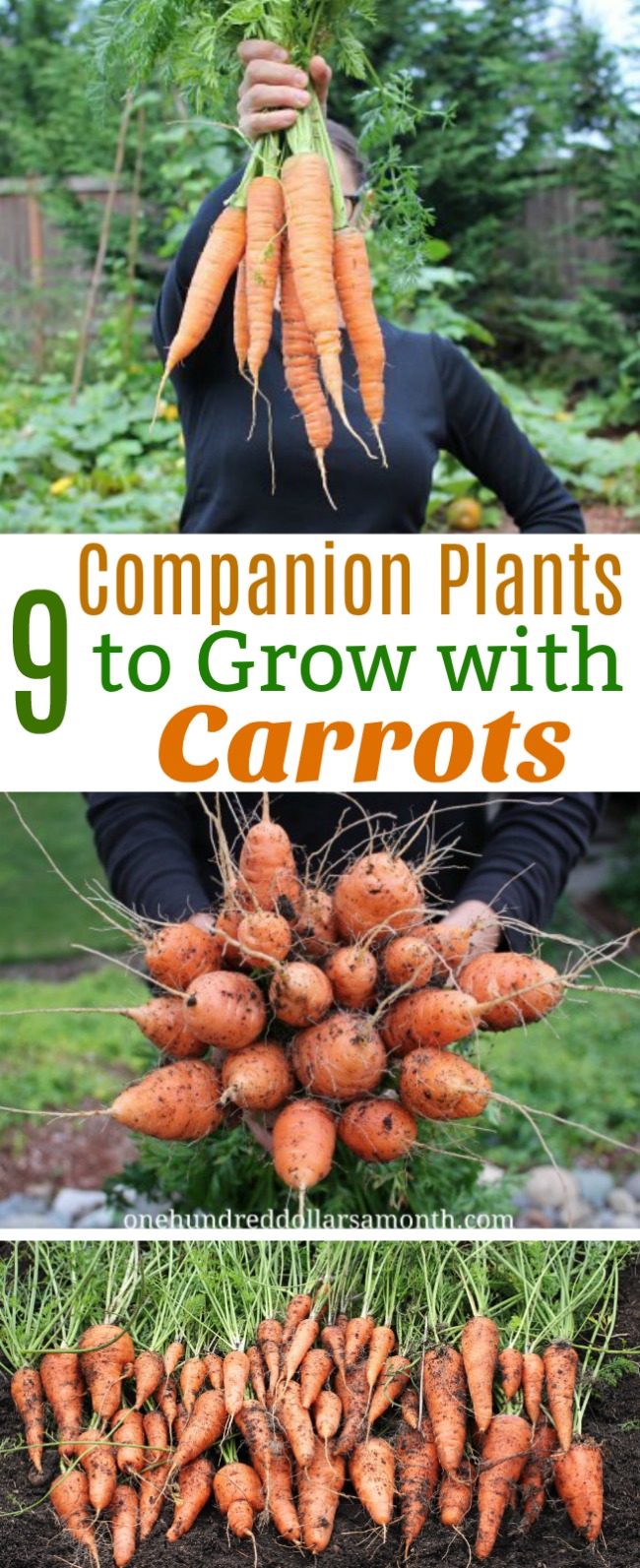 9 Companion Plants to Grow With Carrots