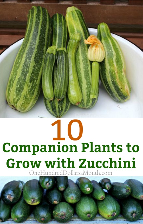 10 Companion Plants to Grow with Zucchini One Hundred Dollars a Month