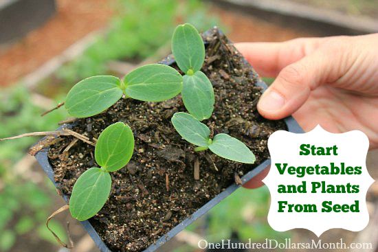 52 Ways to Save $100 a Month | Start Your Vegetables and Plants From Seed {Week 14 of 52}