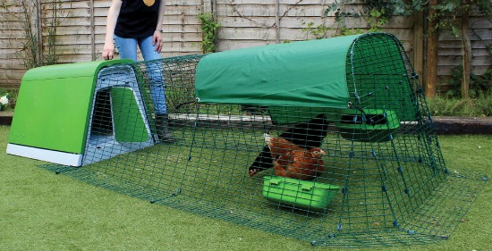 Could a Chicken Be Considered a Household Pet?