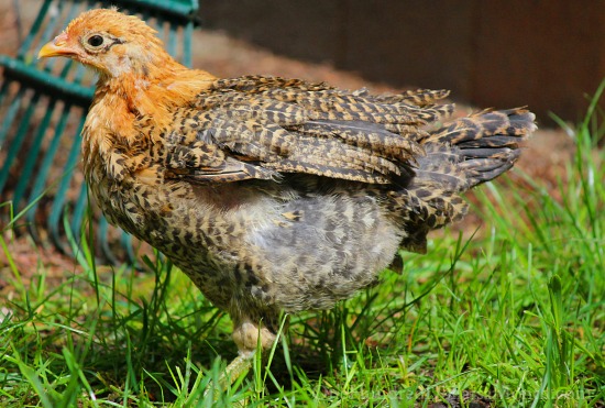 Checking in with Lucy and Her Baby Chicks