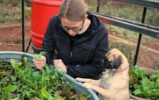 Harvesting Lettuce in Winter with Lucy the Puggle Dog
