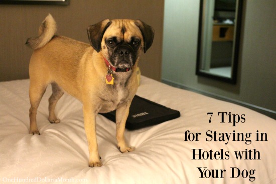 7 Tips for Staying in Hotels with Your Dog