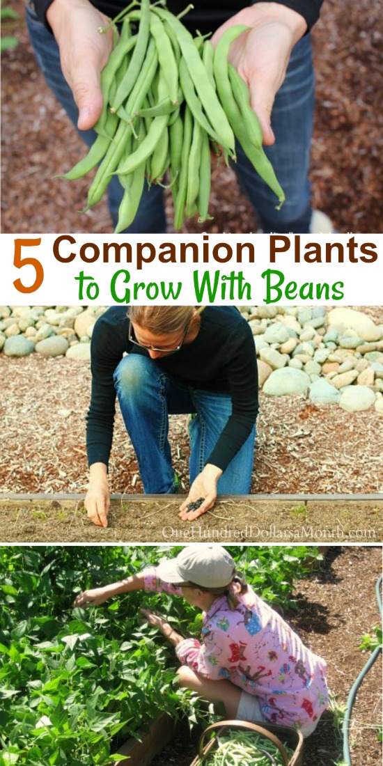 5 Companion Plants to Grow With Beans