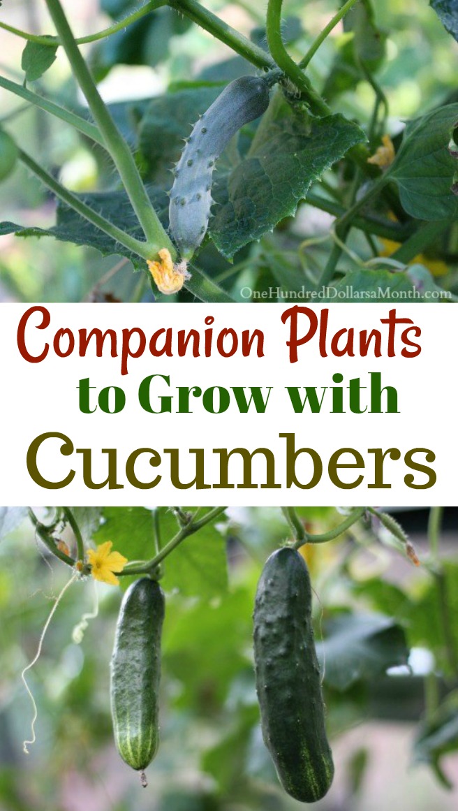 9 Companion Plants to Grow with Cucumbers