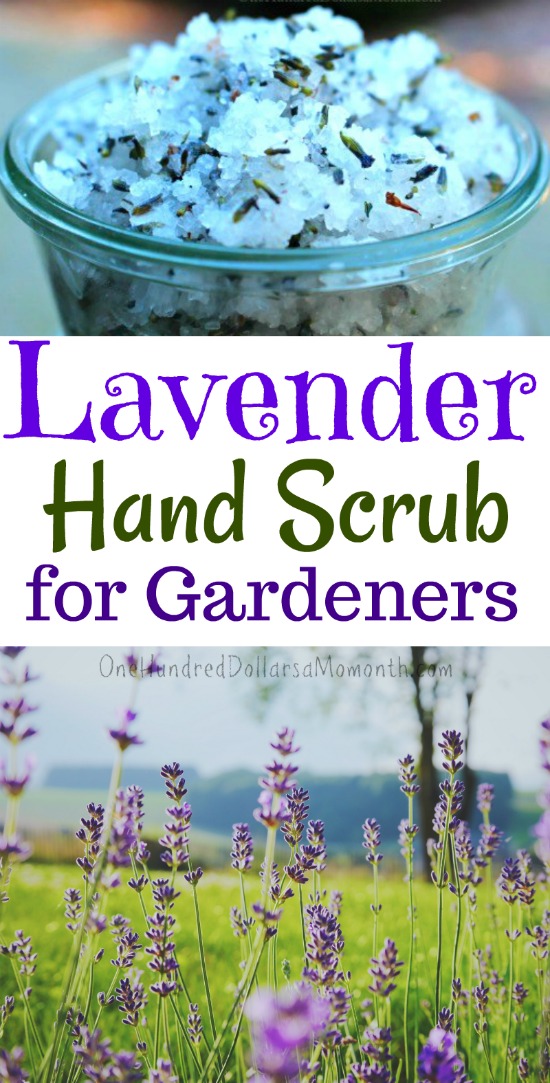 Lavender Hand Scrub Recipe