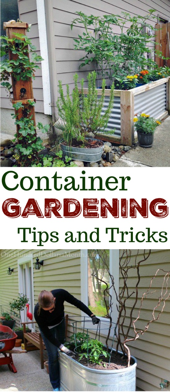 Everything You Need to Know About Container Gardening