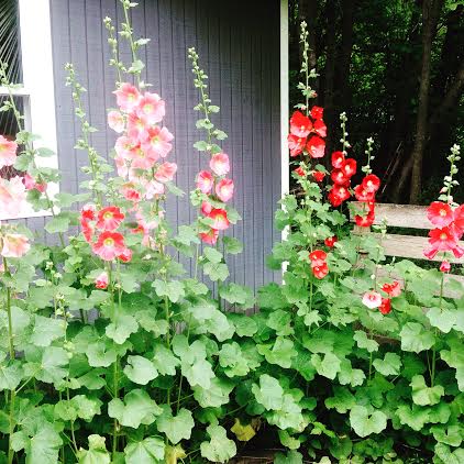 Hannah From Northwest Minnesota Sends in Her Garden Photos