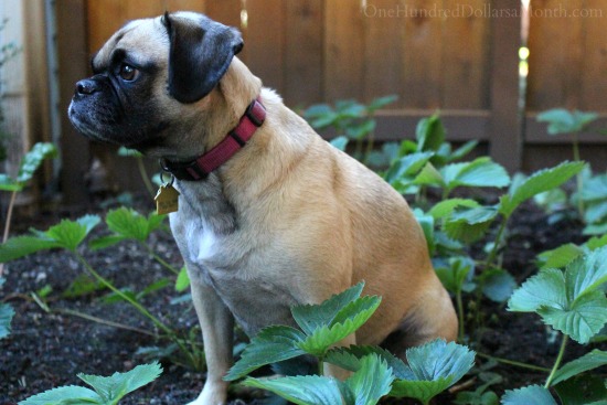 Mavis and Lucy’s Backyard Garden Update