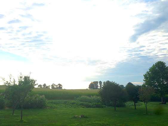 My Friend Zoe From Pennsylvania Sends in Her Summer Garden Photos