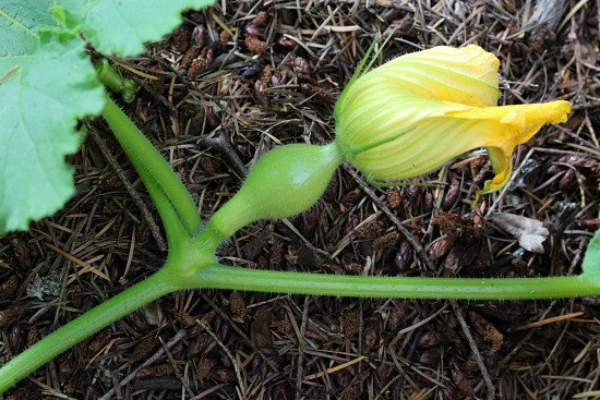 Mavis’ Backyard Vegetable Garden Update