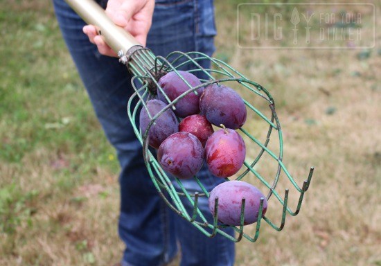 How to Glean Free Fruit and Vegetables – Plum Crazy