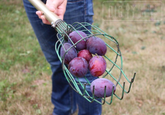 How to Glean Free Fruit and Vegetables – Plum Crazy