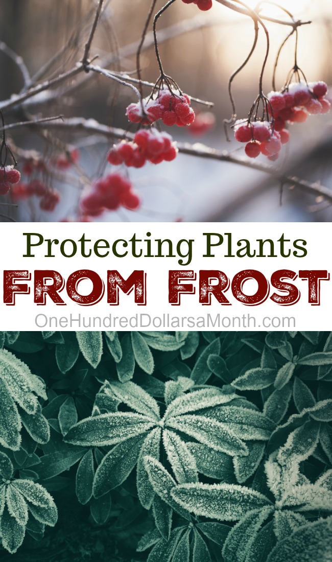Protecting Plants From Frost