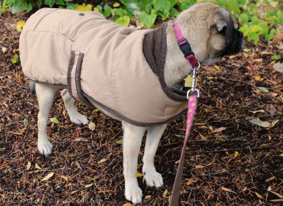 dog field jacket