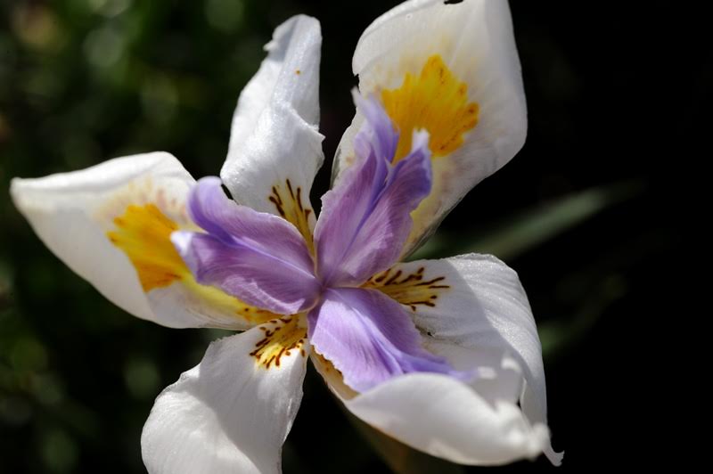 Lisa From Tasmania Shows Off a Beautiful Australian Spring