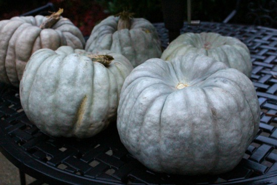 Free Squash at Albertsons Wahoooo!