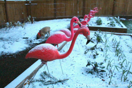 Lucy’s Big Snow Day, Floppy Swiss Chard and a Mysterious Purple Berry