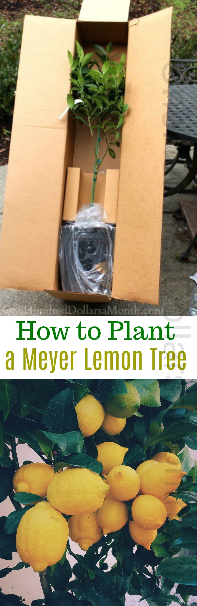 Container Gardening – How to Plant a Meyer Lemon Tree