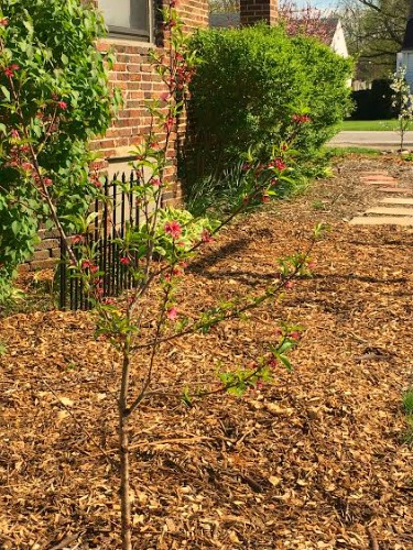 Susie From Northwest Indiana Sends in Her Garden and Chicken Photos