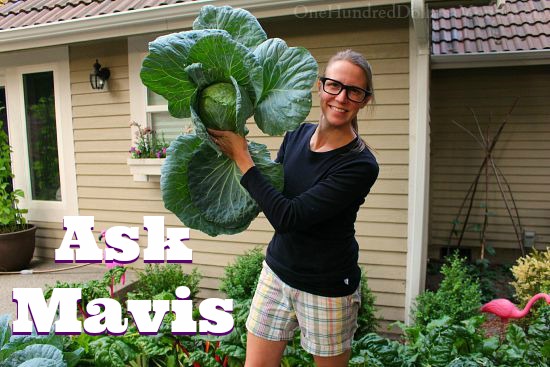 Ask Mavis – Natural Mosquito Repellent, Rug Hooking Books, Bakery Recommendations and More