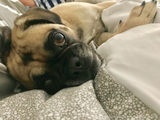 Daily Deals – Companion Plants for Carrots, Online Grocery Deals, Zucchini Cake Recipe and More