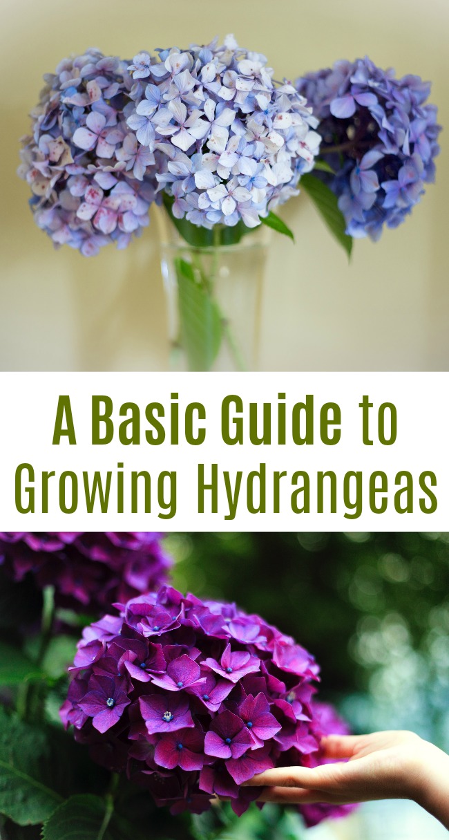 A Basic Guide to Growing Hydrangeas