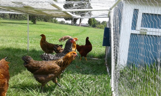 Mavis Mail – Gloria From Southeast Missouri Sends in Her Garden and Chicken Photos