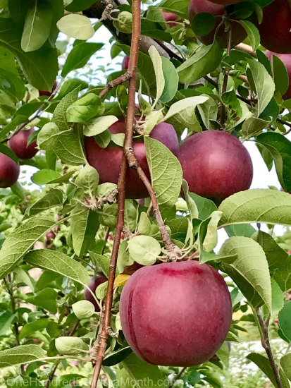 10 Ways to Use Up and Preserve Fresh Apples