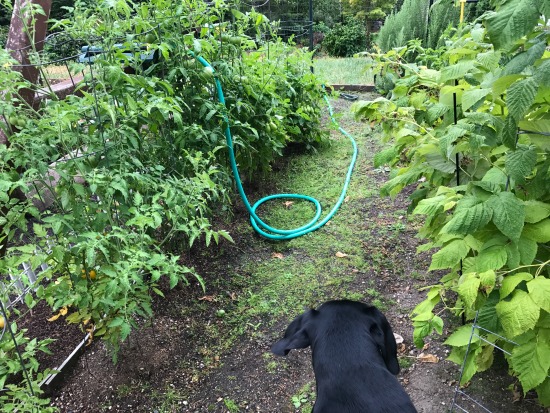 Mrs. HB Checks in With an Early September Update