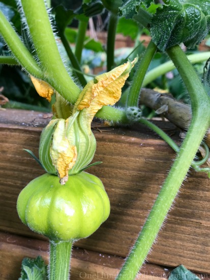 Early October Backyard Vegetable Garden Update