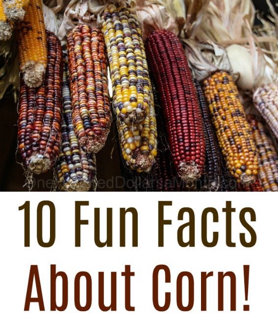 10 Fun Facts About Corn!