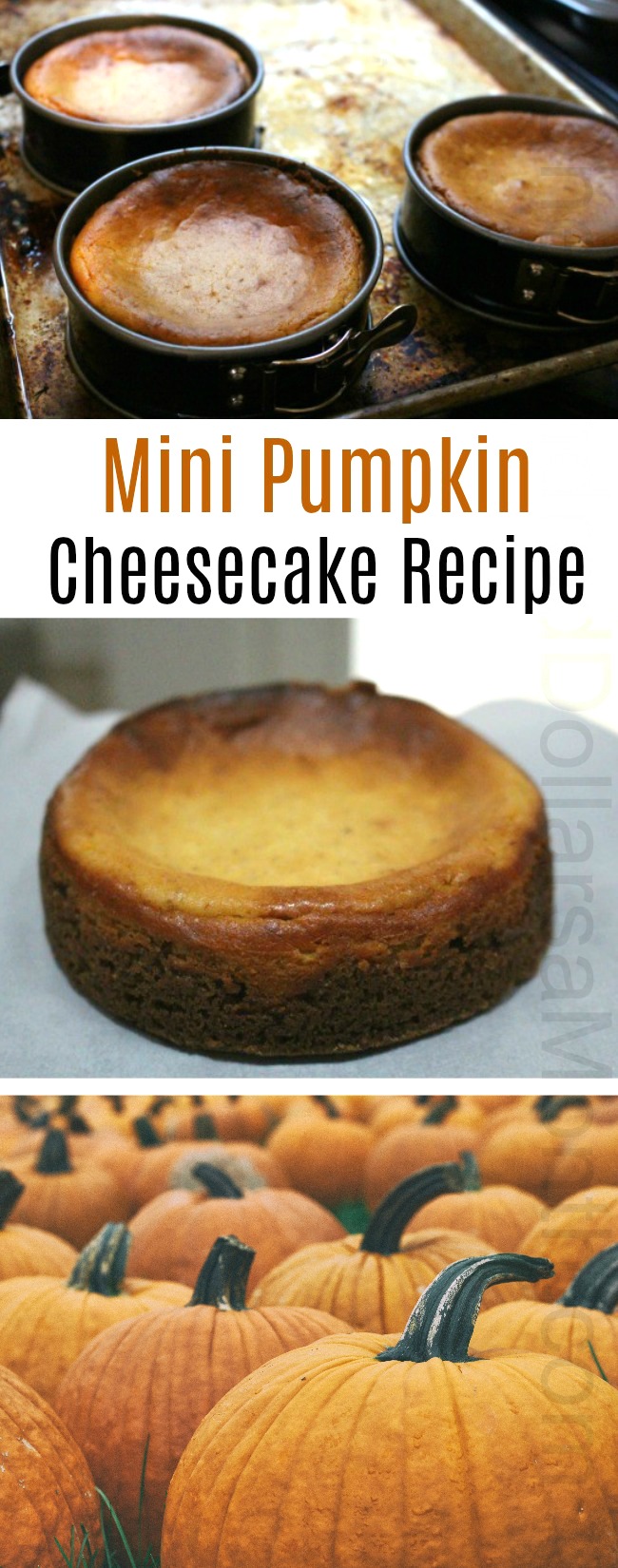 Mini Pumpkin Cheesecake Recipe