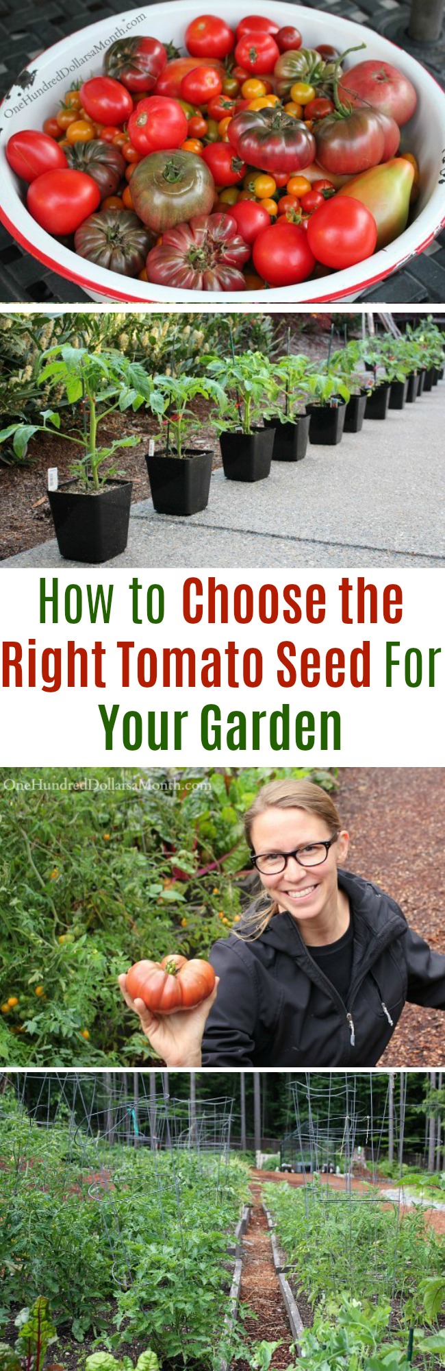 How to Choose the Right Tomato Seed For Your Garden