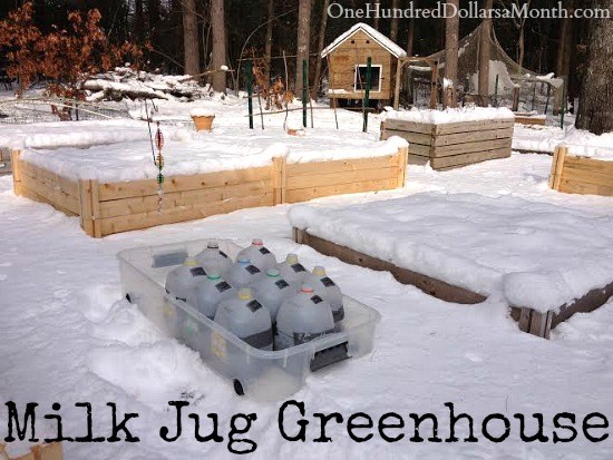 DIY Milk Jug Greenhouse – Winter Sowing