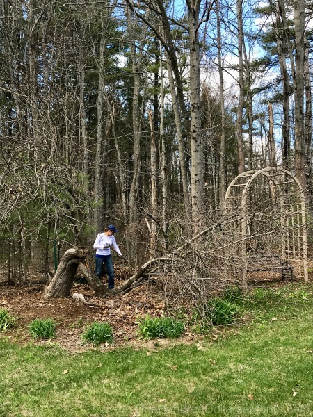 Gardening in New England – An Update on Harriet, Black Flies, Seedlings and The Baby Chicks